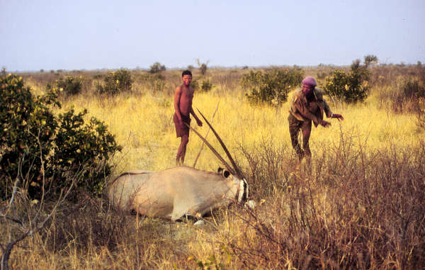 Al contrario di quanto afferma il governo, i metodi sostenibili di caccia dei Boscimani non sono incompatibili con la conservazione della fauna. 